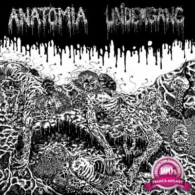 Anatomia  Undergang - Split LP (2022)